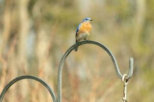 This pretty bluebird came out to the shepherds hook to rest. The little avian sat on the metal pole for a bit. His rusty orange belly with a white patch stands out from his blue head and dark eyes. photo