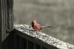 This beautiful red cardinal came out to the brown wooden railing of the deck for food. His beautiful mohawk standing straight up with his black mask. This little avian is surrounded by birdseed. photo