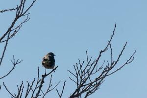 esta linda pequeño sinsonte se sentó posando en el árbol cuando yo tomó el fotografía. el ramas él se sentó en hizo no tener ninguna hojas a esconder a él. el invierno temporada es sólo finalizando y primavera es llegando foto