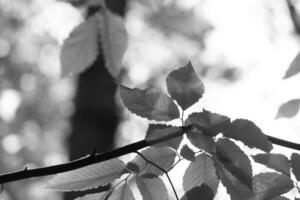 These are the leaves of the American beech tree. The oval looking leaf with the jagged edges all around. The sunlight catching the leaves in the branches, almost making them glow. photo