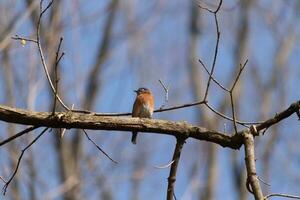 Cute little bluebird sat perched on this tree branch to look around for food. His rusty orange belly with a white patch stands out from the blue on his head. These little avian feels safe up here. photo