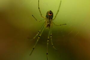 Orchard spider seen hanging in her web. The red dot on her body stands out from the green. The arachnids long legs look translucent as she holds onto the silk strands, waiting for prey. photo