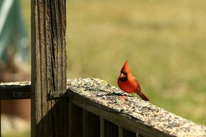 esta hermosa rojo cardenal llegó fuera a el marrón de madera barandilla de el cubierta para alimento. su hermosa mohawk en pie Derecho arriba con su negro mascarilla. esta pequeño aviar es rodeado por alpiste. foto