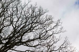 desnudo ramas de un árbol alcanzando afuera. el largo extremidades son sin hojas debido a el otoño estación. mirando me gusta tentáculos o un esquelético estructura. el gris cielo lata ser visto en el espalda con blanco nubes foto