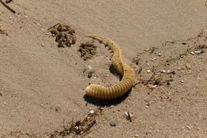 This beautiful knobbed whelk egg case laid spread out on the sand giving it a pretty nautical beach image. I love the look of the sea debris scattered about. This image was taken in Cape May. photo