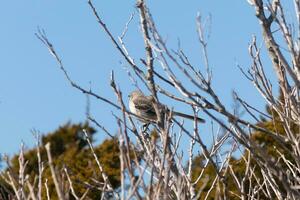 This cute little mockingbird sat posing in the tree when I took the picture. The branches he sat in did not have any leaves to hide him. The Winter season is just ending and Spring is arriving. photo