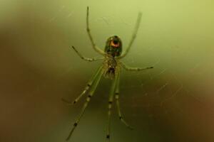 huerta araña visto colgando en su web. el rojo punto en su cuerpo soportes fuera desde el verde. el arácnidos largo piernas Mira translúcido como ella sostiene sobre el seda hebras, esperando para presa. foto