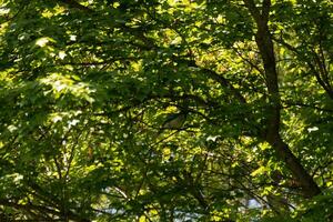 This beautiful canopy of green is at the top of the forest. The light us just managing to come in, making some areas look to glow. The brown trunks and branches can be seen. photo