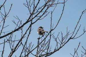 This cute little mockingbird sat posing in the tree when I took the picture. The branches he sat in did not have any leaves to hide him. The Winter season is just ending and Spring is arriving. photo