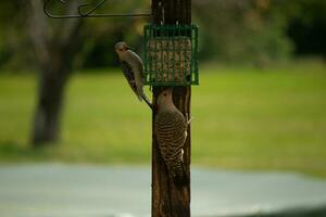 This beautiful northern flicker was sitting below the suet cage when the red-bellied woodpecker came in. Both avians seem content with sharing. The one is much smaller than the other. photo