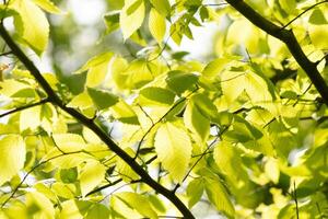 These are the leaves of the American beech tree. The oval looking leaf with the jagged edges all around. The sunlight catching the leaves in the branches, almost making them glow. photo