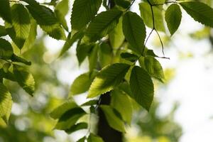 These are the leaves of the American beech tree. The oval looking leaf with the jagged edges all around. The sunlight catching the leaves in the branches, almost making them glow. photo