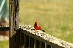 esta hermosa rojo cardenal llegó fuera a el marrón de madera barandilla de el cubierta para alimento. su hermosa mohawk en pie Derecho arriba con su negro mascarilla. esta pequeño aviar es rodeado por alpiste. foto