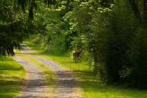 This pretty deer was standing on the side of the path. Her pretty brown color standing out from the green vegetation. The grey stone of the driveway adding to the colors. photo