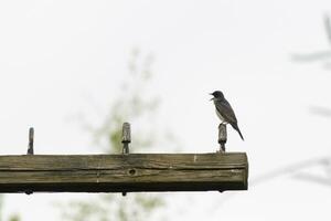 This eastern kingbird was perched on top of this post. They are a species of tyrant flycatchers. His beak open. His grey feathers looking pretty against the shite belly. This seen against a white sky. photo