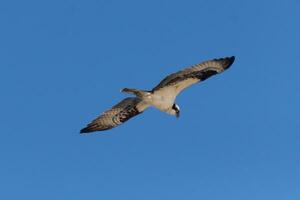 This beautiful osprey bird was flying in the clear blue sky when this picture was taken. Also known as a fish hawk, this raptor looks around the water for food to pounce on. photo