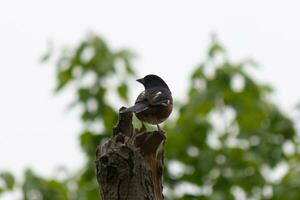 This Baltimore Oriole is perched on this wooden post in the field. His beautiful black, orange, and white body standing out against the white background. This is a migratory bird. photo