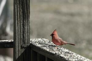 esta hermosa rojo cardenal llegó fuera a el marrón de madera barandilla de el cubierta para alimento. su hermosa mohawk en pie Derecho arriba con su negro mascarilla. esta pequeño aviar es rodeado por alpiste. foto