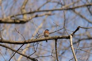 Cute little bluebird sat perched on this tree branch to look around for food. His rusty orange belly with a white patch stands out from the blue on his head. These little avian feels safe up here. photo