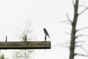 This eastern kingbird was perched on top of this post. They are a species of tyrant flycatchers. His beak open. His grey feathers looking pretty against the shite belly. This seen against a white sky. photo