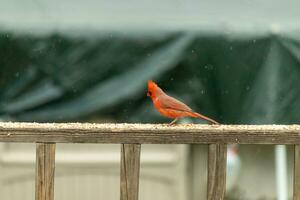 This beautiful male cardinal came out to the railing of the deck for some birdseed. The pretty bird id a bright red color and almost reminds you of Christmas. The little black mask stands out. photo