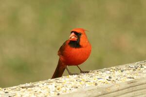 This beautiful red cardinal came out to the brown wooden railing of the deck for food. His little mohawk pushed down with his black mask. This little avian is surrounded by birdseed. photo