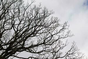 Bare branches of a tree reaching out. The long limbs are without leaves due to the Fall season. Looking like tentacles or a skeletal structure. The grey sky can be seen in the back with white clouds. photo