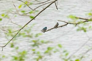 These two cute tree swallows were sitting in the branch over top of a river. The bright blue bird is the male. The brown one is a female. These two are relaxing while waiting for insects to eat. photo