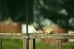 This cute little catbird was perched on the wooden railing of my deck when I took this picture. The little bird was around birdseed and came out for some food. I love his cute little grey body. photo