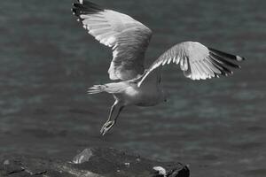 This ring-billed seagull was taking off from the jetty when I took this picture. This large sized shorebird is pretty to watch. I love the wingspan and the pretty colors. photo