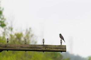 This eastern kingbird was perched on top of this post. They are a species of tyrant flycatchers. His grey feathers looking pretty against the shite belly. This seen against a white sky. photo