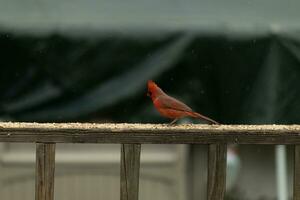 This beautiful male cardinal came out to the railing of the deck for some birdseed. The pretty bird id a bright red color and almost reminds you of Christmas. The little black mask stands out. photo