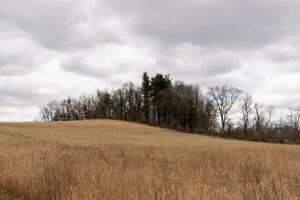 Beautiful field in the middle of a nature preserve. The tall brown grass all over showing the Fall season. You can see tall trees in the background. Grey sky with clouds all over in the distance. photo