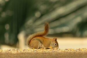 This cute little red squirrel came out to the railing of my deck. His cute little dark eyes looking satisfied. His fluffy tail out to keep him balance. This little rodent is surrounded by birdseed. photo