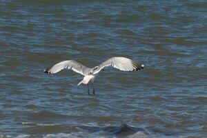 Beautiful seagull taking off from the black rocks of the jetty. This large shorebird has wings spread open to glide on the winds coming off the ocean. He has pretty black, grey, and white feathers. photo
