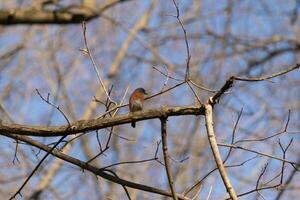 Cute little bluebird sat perched on this tree branch to look around for food. His rusty orange belly with a white patch stands out from the blue on his head. These little avian feels safe up here. photo