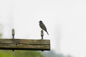 esta oriental pájaro real estaba encaramado en parte superior de esta correo. ellos son un especies de tirano papamoscas. su gris plumas mirando bonito en contra el mierda barriga. esta visto en contra un blanco cielo. foto