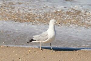 This large seagull is standing at the beach around the water in search of food. The grey, white, and black feathers of this shorebird stand out from the brown sand and ocean water. photo