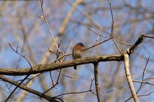 Cute little bluebird sat perched on this tree branch to look around for food. His rusty orange belly with a white patch stands out from the blue on his head. These little avian feels safe up here. photo