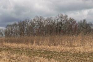 Beautiful field in the middle of a nature preserve. The tall brown grass all over showing the Fall season. You can see tall trees in the background. Grey sky with clouds all over in the distance. photo