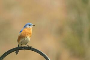 This pretty bluebird came out to the shepherds hook to rest. The little avian sat on the metal pole for a bit. His rusty orange belly with a white patch stands out from his blue head and dark eyes. photo