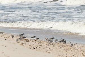 I love the look of these little sandpipers out combing the beach for sea organisms that have washed up. These tiny little shorebirds look so cute as they run in and out from the waves. photo