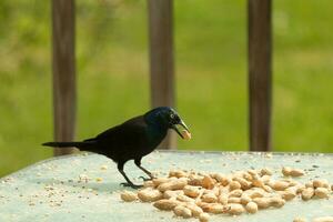 esta hermosa grackle llegó fuera para un maní. el negro pájaro tiene un nuez en su boca. el amarillo ojo parece a resplandor y mira amenazador. el plumas tener un azul brillar a ellos cuando golpear por el Dom. foto