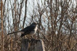 This cute little mockingbird sat perched on a fence when I took the picture. He sat there posing for me and taking a rest from flight. I love the brown colors all around that suggest the Fall season. photo