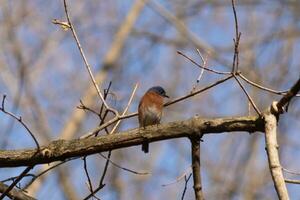 Cute little bluebird sat perched on this tree branch to look around for food. His rusty orange belly with a white patch stands out from the blue on his head. These little avian feels safe up here. photo
