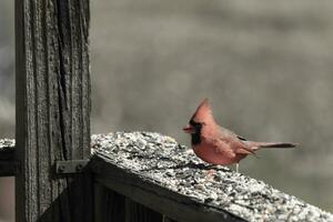 esta hermosa rojo cardenal llegó fuera a el marrón de madera barandilla de el cubierta para alimento. su hermosa mohawk en pie Derecho arriba con su negro mascarilla. esta pequeño aviar es rodeado por alpiste. foto