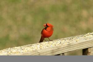 esta hermosa rojo cardenal llegó fuera a el marrón de madera barandilla de el cubierta para alimento. su pequeño mohawk empujado abajo con su negro mascarilla. esta pequeño aviar es rodeado por alpiste. foto