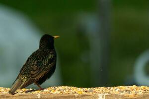 This starling came out to the wooden railing of the deck. His black feathers having white speckle like stars in the sky. His plumage shines like oil on water. His little orange beak pointed forward. photo