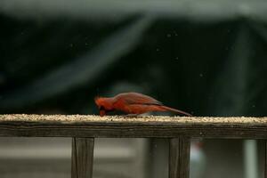 esta hermosa masculino cardenal llegó fuera a el barandilla de el cubierta para algunos alpiste. el bonito pájaro carné de identidad un brillante rojo color y casi recuerda usted de Navidad. el pequeño negro máscara soportes afuera. foto