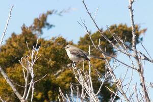 This cute little mockingbird sat posing in the tree when I took the picture. The branches he sat in did not have any leaves to hide him. The Winter season is just ending and Spring is arriving. photo